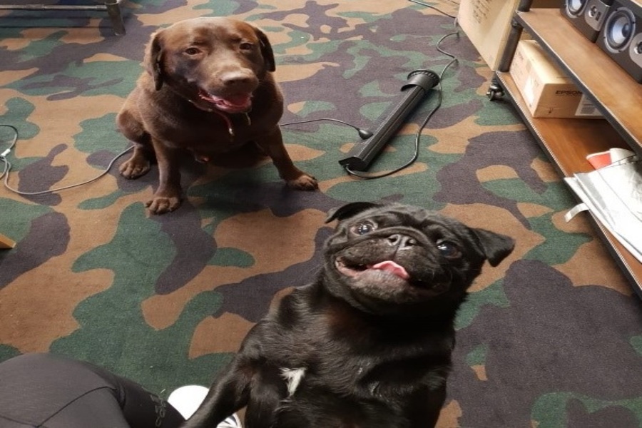 Pug and Labrador at DeskPlex