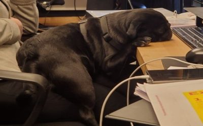 Dogs of DeskPlex – Alfie