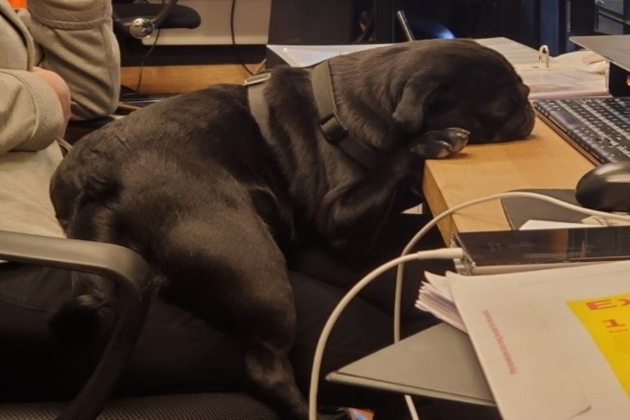 Alfie the pug asleep at DeskPlex