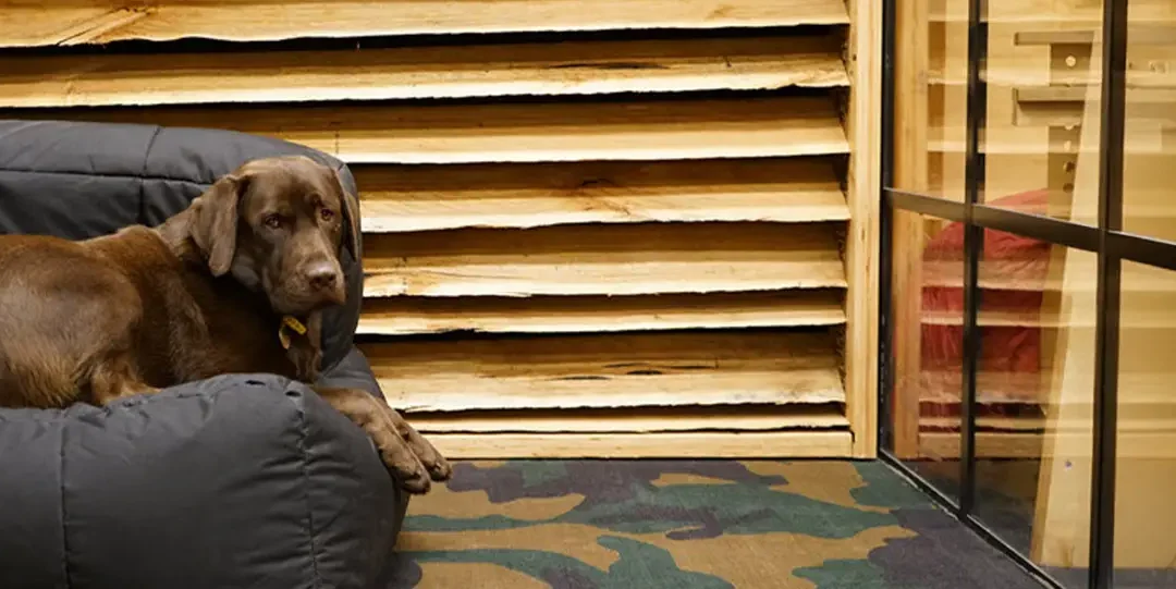 Dogs of DeskPlex – Wilbur