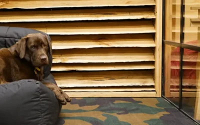 Dogs of DeskPlex – Wilbur