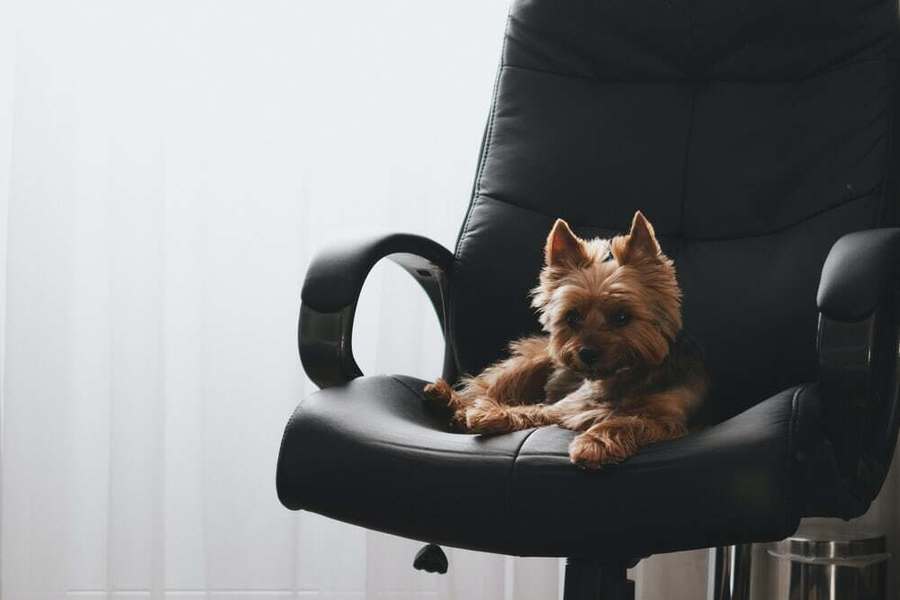 Cute dog on chair